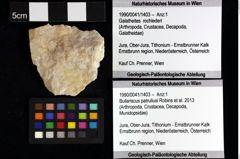 Foto (Objket + Etiketten) von Brachyura indet. 